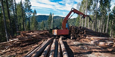 forestry management